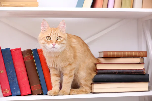 Cute little cat on shelf with books on light background — Stock Photo, Image