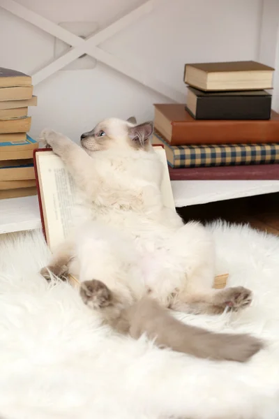 Gatinho bonito na prateleira com livros sobre fundo leve — Fotografia de Stock