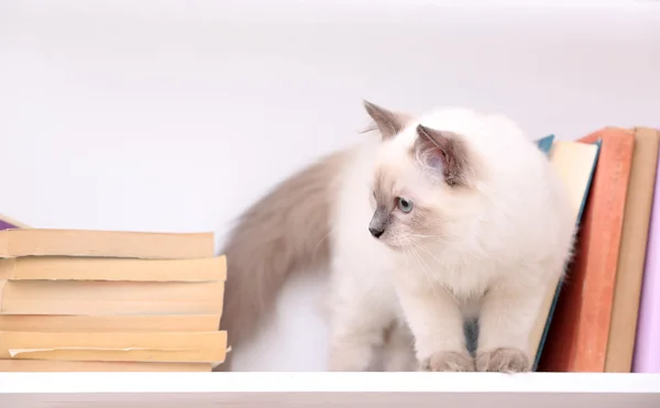 Gatinho bonito na prateleira com livros sobre fundo leve — Fotografia de Stock