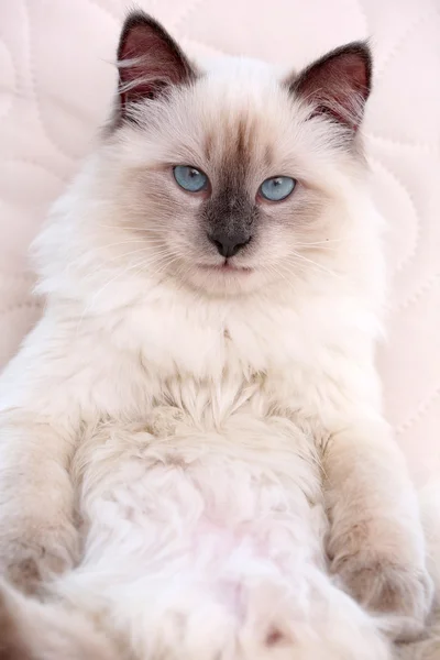 Gatito acostado en alféizar de la ventana, primer plano — Foto de Stock