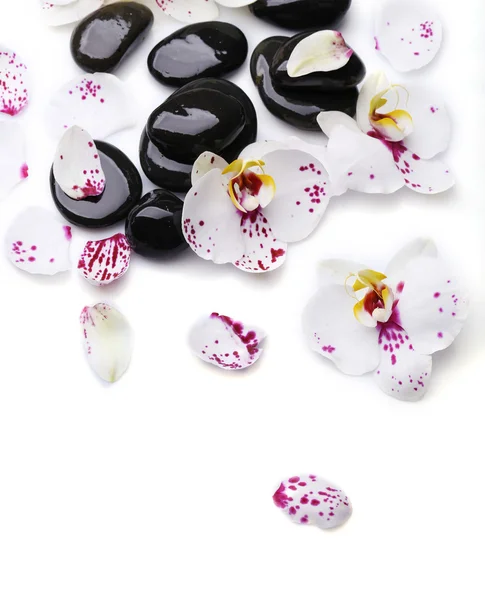Pedras de orquídea e zen no fundo branco close-up — Fotografia de Stock
