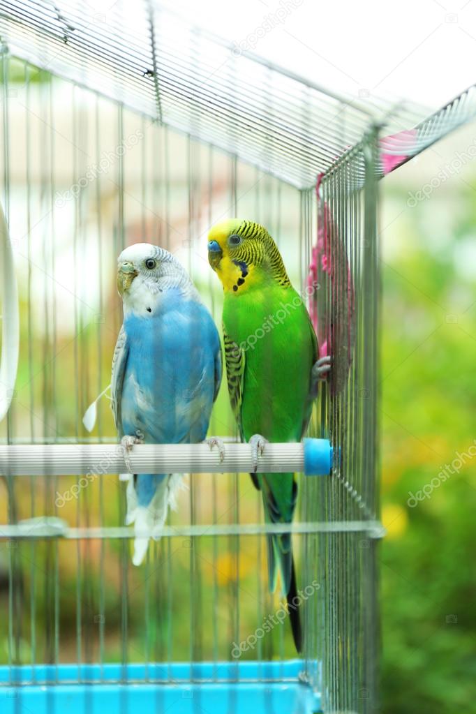 Cute colorful budgies in cage