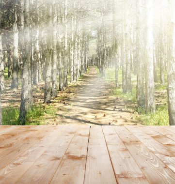 Orman doğa güneş ışığı