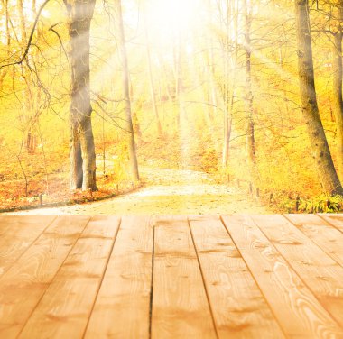 Sonbahar ormanında güneş ışığı.