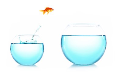 cam akvaryum atlama goldfish