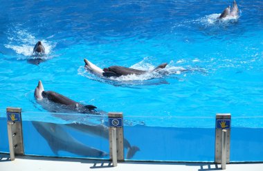 Dolphinarium sevimli yunuslar