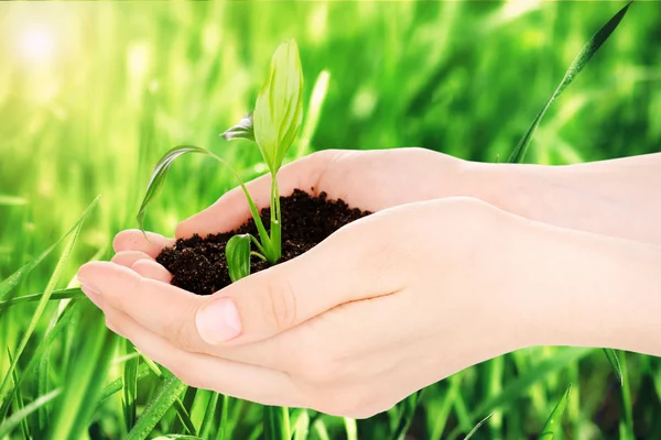 Jovem planta em mãos com solo no fundo de grama verde — Fotografia de Stock