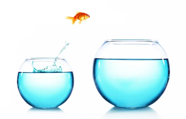 Goldfish jumping from aquarium — Stock Photo, Image