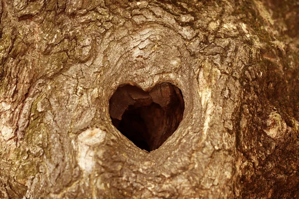 Árbol hueco en forma de corazón — Foto de Stock