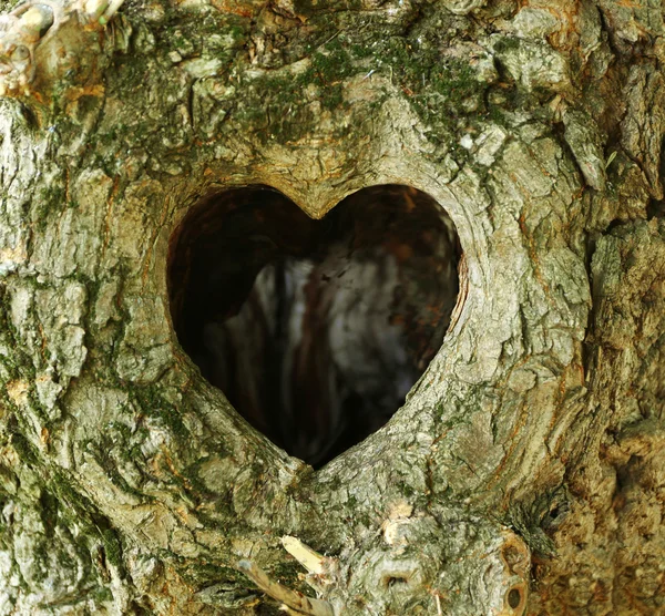 Arbre creux en forme de coeur — Photo