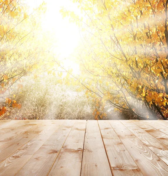 Sunlight in autumn forest. — Stock Photo, Image
