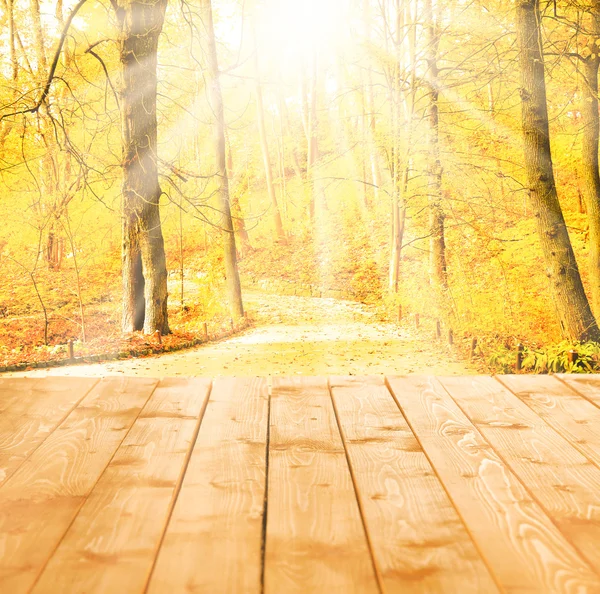 Sunlight in autumn forest. — Stock Photo, Image