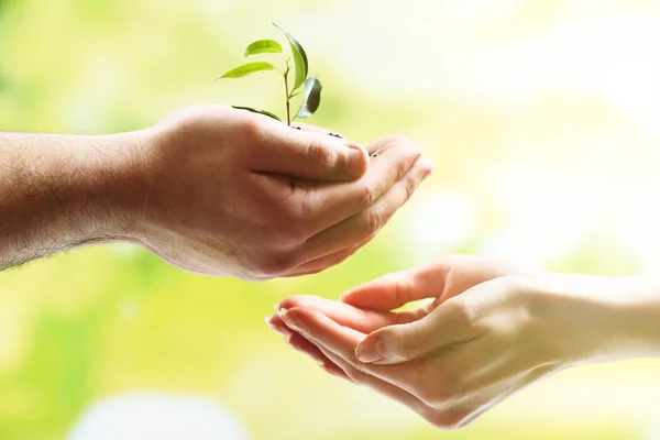 Руки мужчины и женщины держат молодое растение на зеленом естественном фоне — стоковое фото