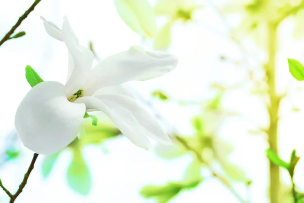 Magnolia flower on light background — Stock Photo, Image