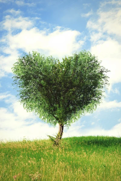 Green tree in heart shape, outdoors — Stock Photo, Image
