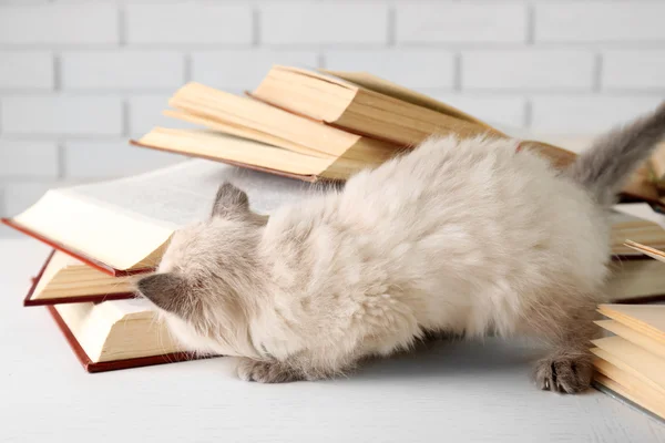 Cute little cat with books on light background — Stock Photo, Image