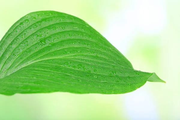 Frisches grünes Blatt — Stockfoto