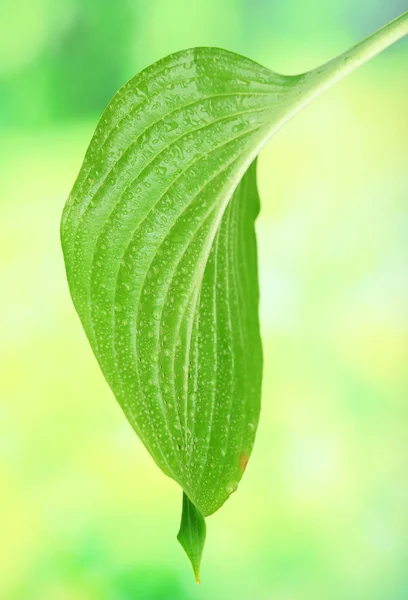 Fresh green leaf — Stock Photo, Image