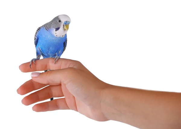 Budgerigar sedí po ruce — Stock fotografie