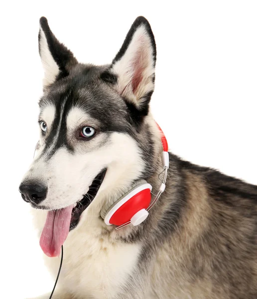 ヘッドフォンで美しいハスキー犬 — ストック写真