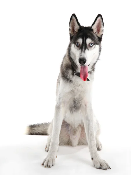 Belos huskies cão isolado — Fotografia de Stock