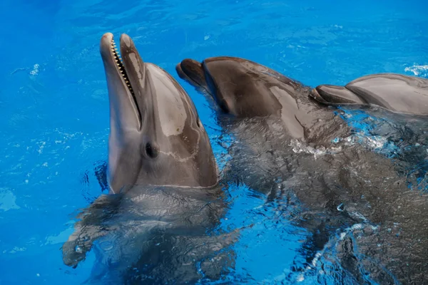 Cute dolphins in the dolphinarium — Stock Photo, Image