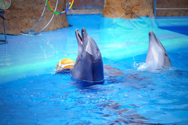 Dolphinarium sevimli yunuslar — Stok fotoğraf