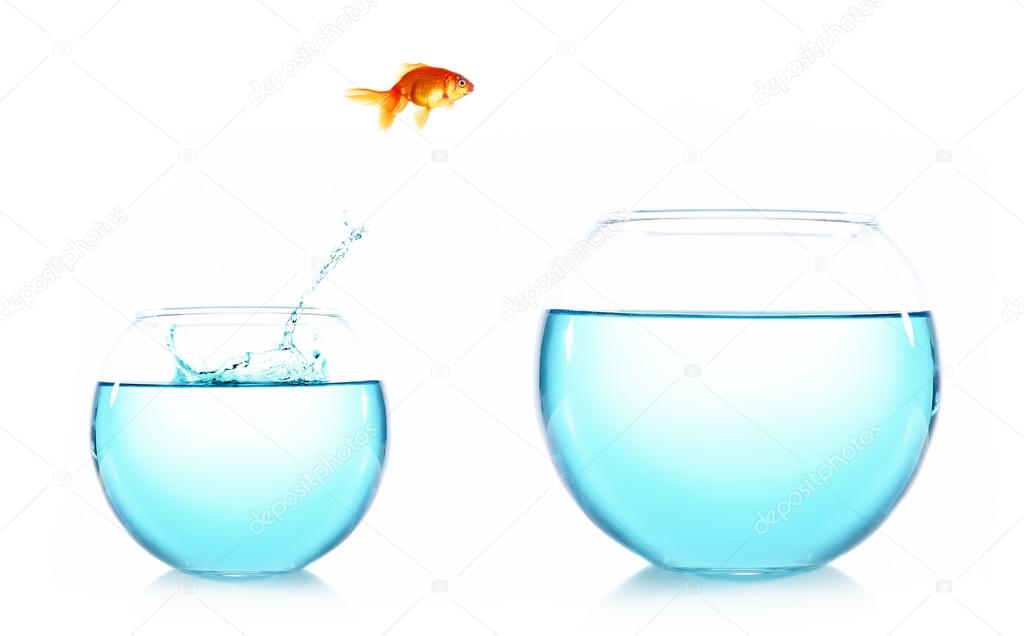 Goldfish jumping from glass aquarium