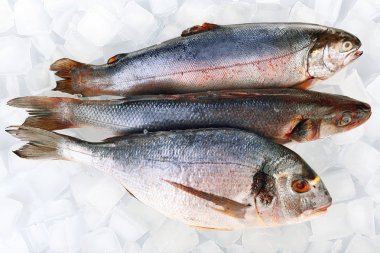 Buz arka plan üzerinde taze balıklar