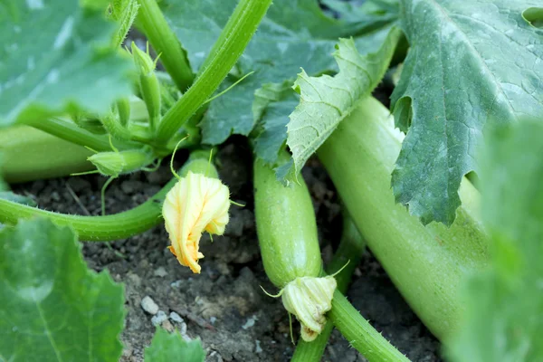 Pompoenen groeien in tuin — Stockfoto