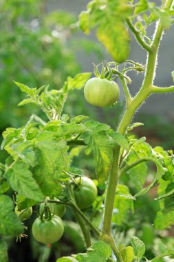 Dallarında büyüyen yeşil domates