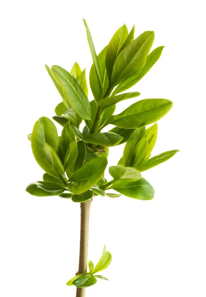 Gren med våren blad isolerad på vit — Stockfoto