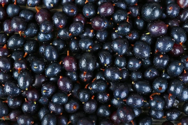 Heap of wild black currant close up — Stock Photo, Image