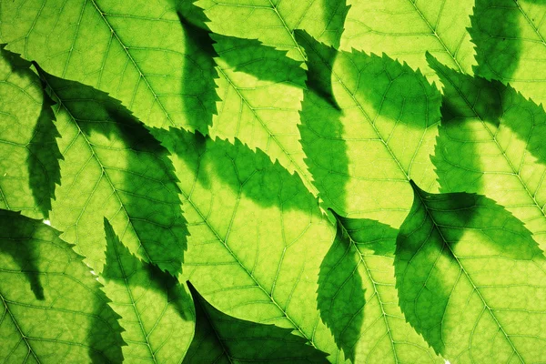 Green leaves background — Stock Photo, Image