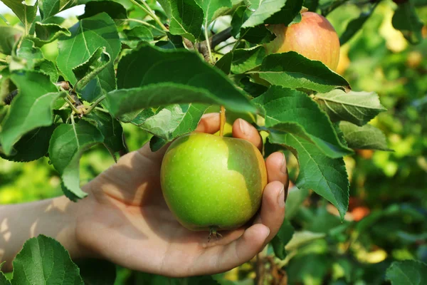 Vrouwelijke hand plukken appel van boom — Stockfoto