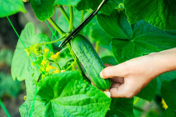 Female hand cutting cucumber in garden — Stock Photo, Image