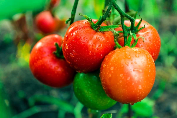 Pomidory rosnące w ogrodzie — Zdjęcie stockowe