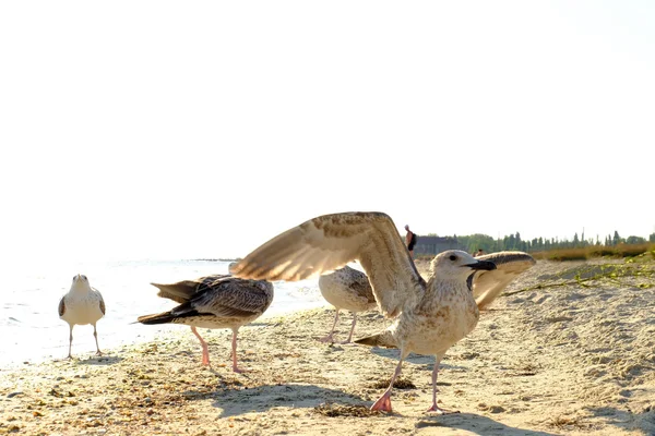 Mewy nad morzem — Zdjęcie stockowe