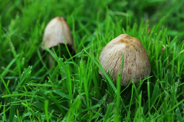 Mushrooms growing in grass — Stock Photo, Image