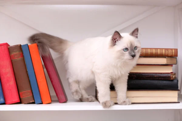 Schattige kleine kat op plank met boeken over lichte achtergrond — Stockfoto