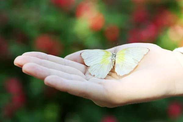 Barevný motýl v ženské ruce, detail — Stock fotografie