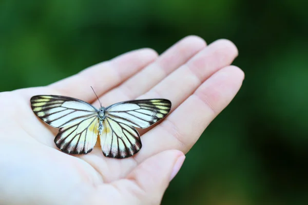 Kleurrijke vlinder in vrouwelijke hand, close-up — Stockfoto