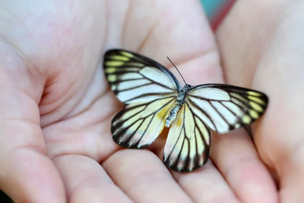 A női kéz, színes pillangó közelről — Stock Fotó