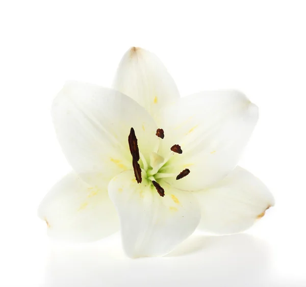 Лили изолирована на белом — стоковое фото