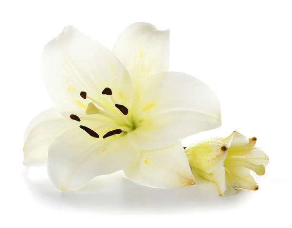 Lily isolerad på vit — Stockfoto