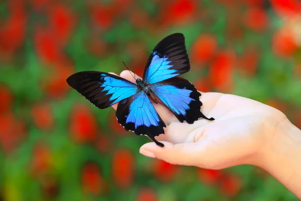 Mariposa colorida en mano femenina, primer plano — Foto de Stock