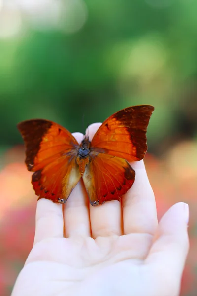 Mariposa colorida en mano femenina, primer plano — Foto de Stock