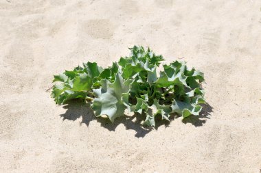 Yeşil kum plajı üzerinde bitki