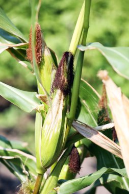 Güzel Mısır kulakları kısa bir süre önce hasat