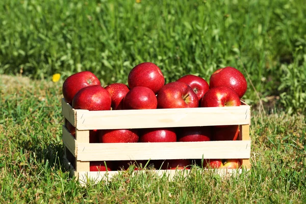 Reife rote Äpfel in Holzkiste auf grünem Gras im Freien — Stockfoto